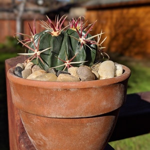 Devils Tongue Barrel Cactus, Ferocactus latispinus, fish hook cactus, barrel cactus, cactus, succulent, live plant image 5