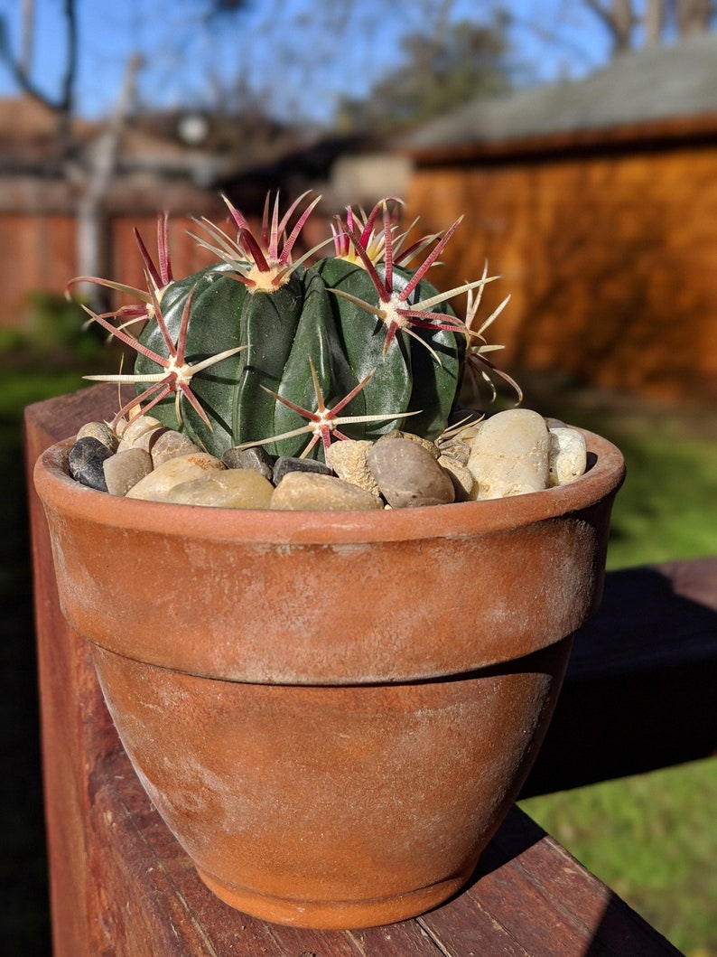 Devils Tongue Barrel Cactus, Ferocactus latispinus, fish hook cactus, barrel cactus, cactus, succulent, live plant image 5