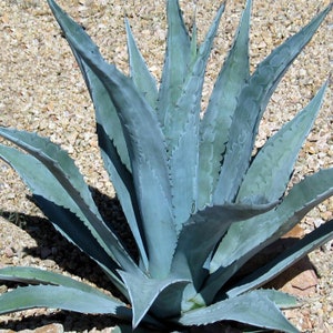 Blue Agave, Agave Tequilana, Agave Azul, Live Plant, Agave, Succulent, Cactus image 5