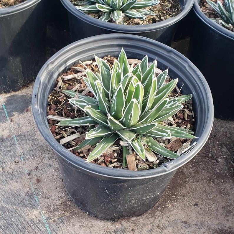 Agave Victoriae Reginae, Queen Victoria Agave, Agave, cactus, succulent, Live Plant 3 gallon