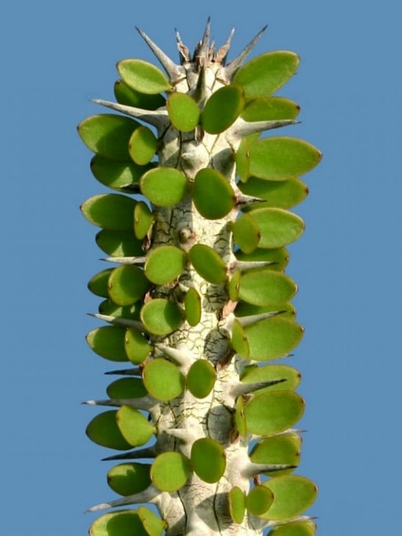 Alluaudia Procera Care And Propagation Guide (Madagascar Ocotillo)