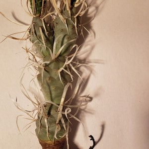 Paper Spine Cactus, Tephrocactus articulatus var. papyracanthus, Cactus, Succulent, Live plant image 3