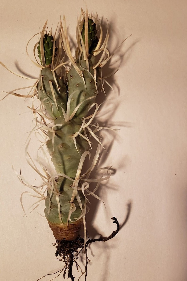 Paper Spine Cactus, Tephrocactus articulatus var. papyracanthus, Cactus, Succulent, Live plant image 3