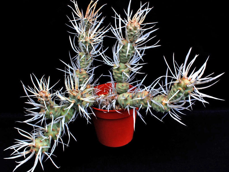 Paper Spine Cactus, Tephrocactus articulatus var. papyracanthus, Cactus, Succulent, Live plant image 2