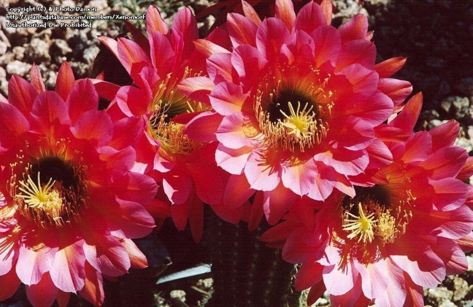 Tricholobivia Hybrid Trumpet Flower Cactus Cactus Etsy