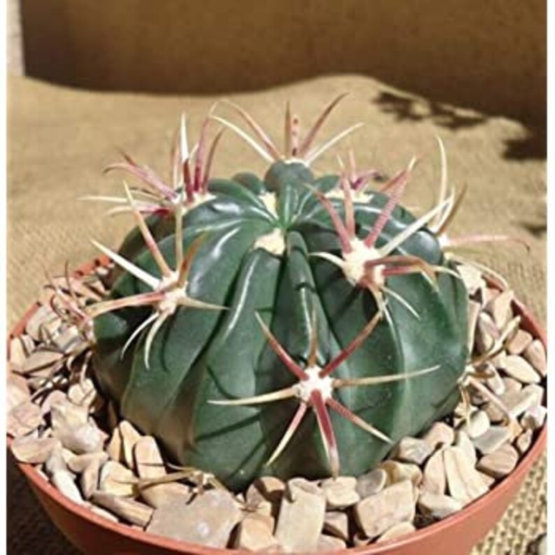 Devils Tongue Barrel Cactus, Ferocactus latispinus, fish hook cactus, barrel cactus, cactus, succulent, live plant image 4