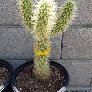 Teddy bear Cholla, Cylindropuntia Bigelovii, cactus, succulent, live plant image 2