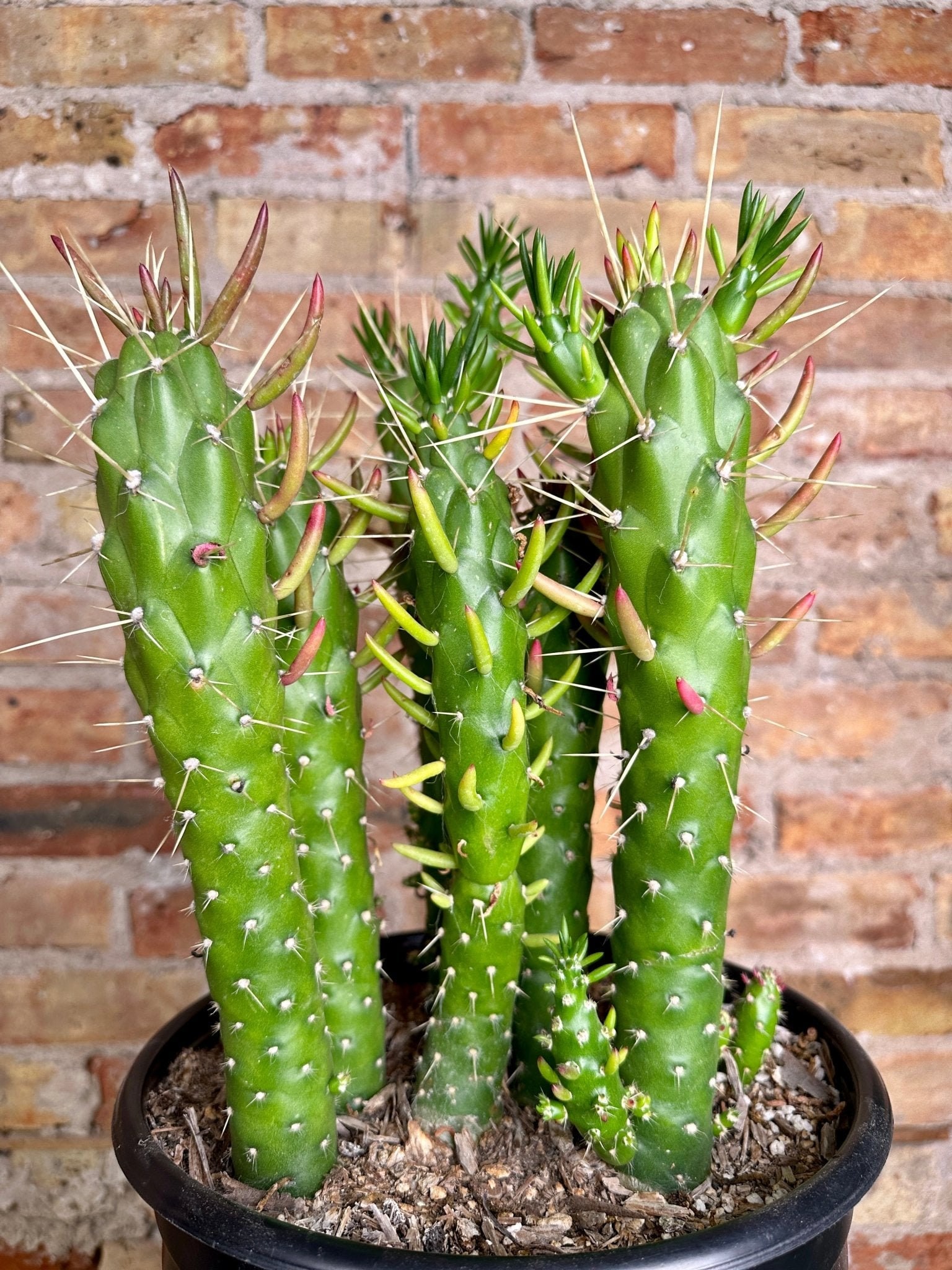 Austrocylindropuntia subulata, Eve's Pin, Kaktus, Sukkulente, Lebende  Pflanze - Etsy Schweiz