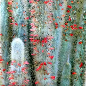 Silver Torch Cactus, Cleistocactus strausii, Succulent, cactus, live plant