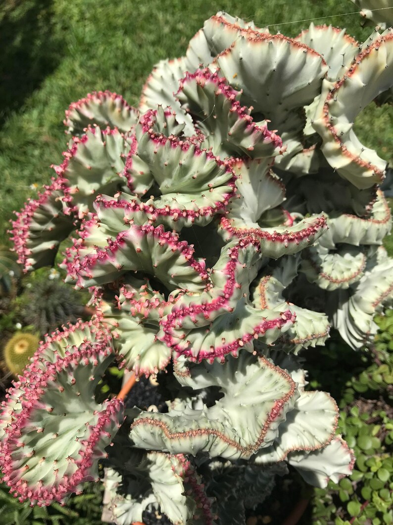 cactus-corail-eurphorbia-lactea-cristata-euphorbia-neriifolia-tr-s