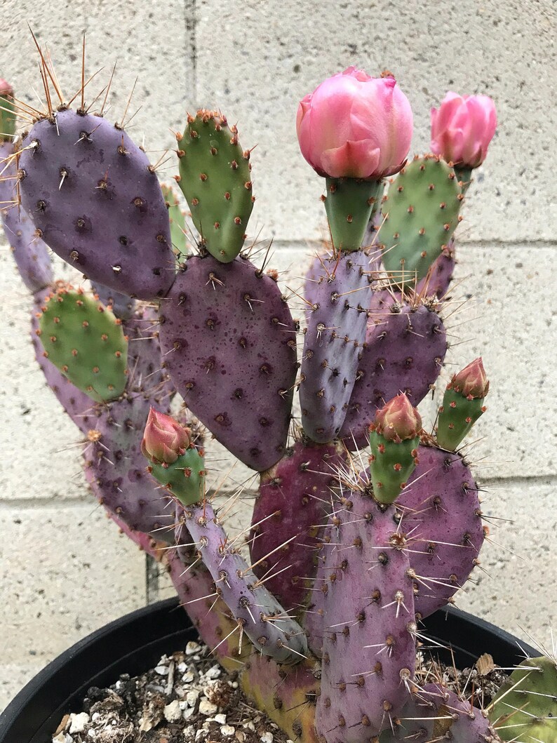 Santa Rita Baby rita rare purple dwarf cactus Opuntia | Etsy