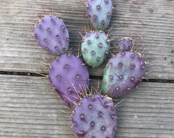 【santa-rita/オプンチア サンタ•リタ】 発根株＆脇芽生えてきました❗️ オプンティア・サンタリタ | DESERT INC.