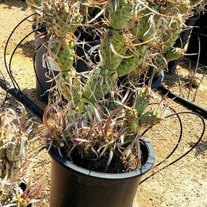 Paper Spine Cactus, Tephrocactus articulatus var. papyracanthus, Cactus, Succulent, Live plant image 5