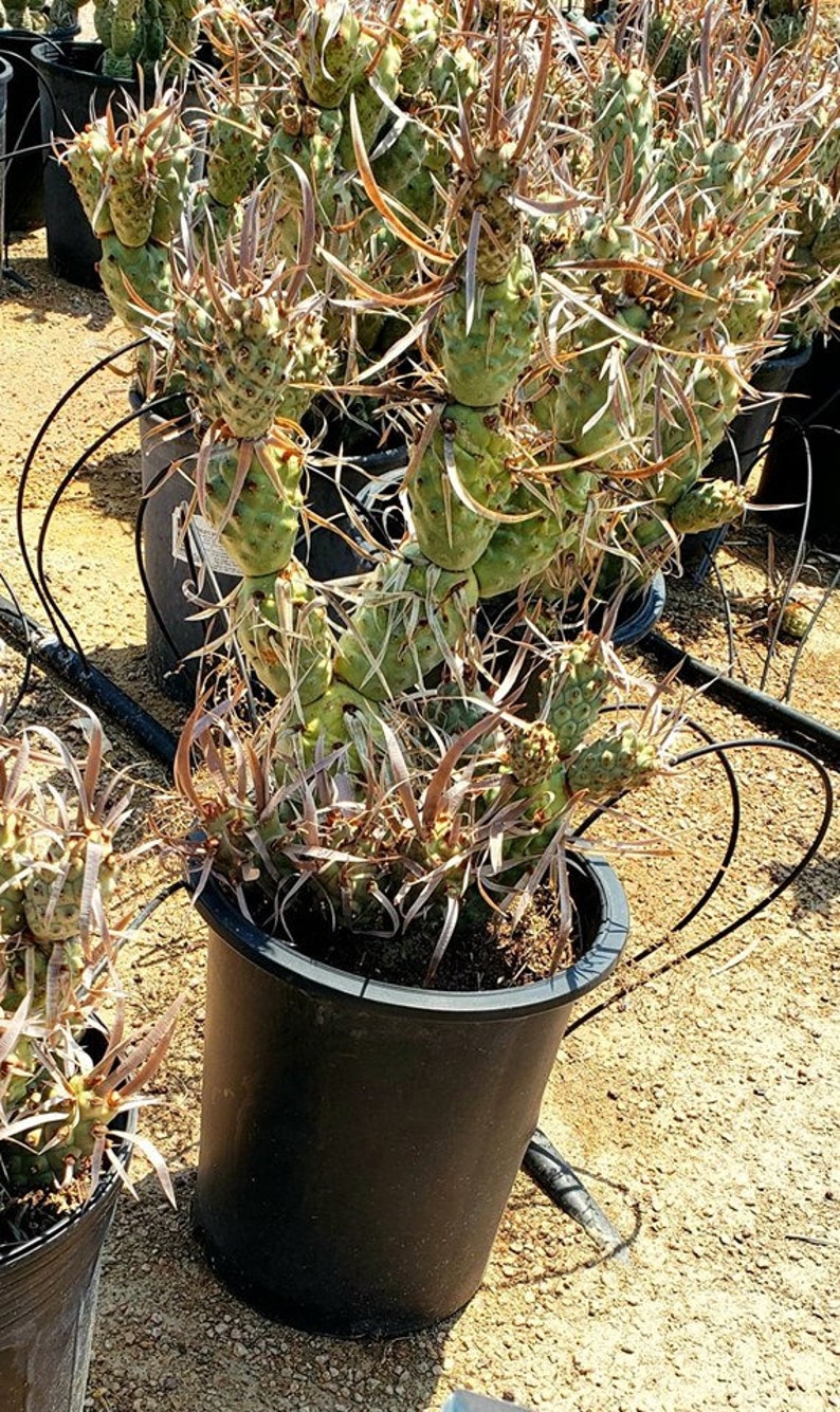 Paper Spine Cactus, Tephrocactus articulatus var. papyracanthus, Cactus, Succulent, Live plant image 5