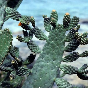 Road Kill Cactus, Opuntia rubescens, Consolea rubescens, live plant, cactus, succulent