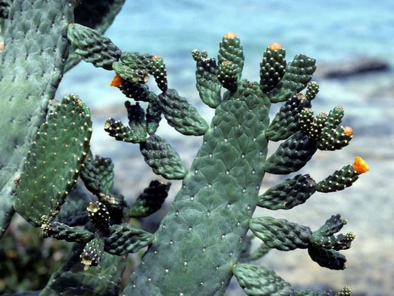 Road Kill Cactus, Opuntia Rubescens, Consolea Rubescens, Live Plant,  Cactus, Succulent - Etsy Canada