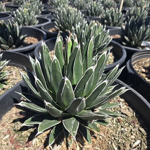 Agave Victoriae Reginae, Queen Victoria Agave, Agave, cactus, succulent, Live Plant 15 gallon ROOTED