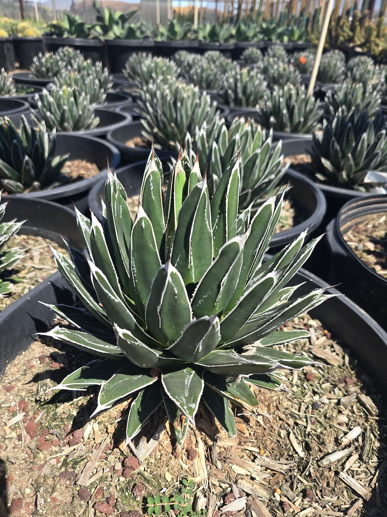 Agave Victoriae Reginae, Queen Victoria Agave, Agave, cactus, succulent, Live Plant 15 gallon ROOTED