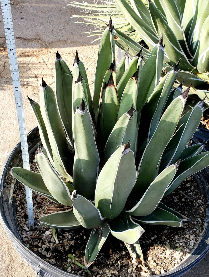 Ferdinand Agave, King Of The Agave, Nickelsiae, agave, cactus, succulent, Live plant 12+ inch large