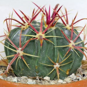 Devils Tongue Barrel Cactus, Ferocactus latispinus, fish hook cactus, barrel cactus, cactus, succulent, live plant image 3