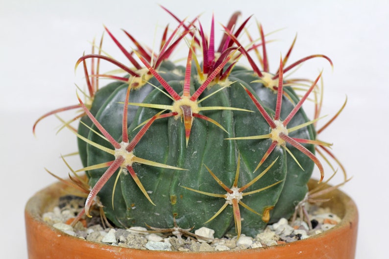 Devils Tongue Barrel Cactus, Ferocactus latispinus, fish hook cactus, barrel cactus, cactus, succulent, live plant image 3