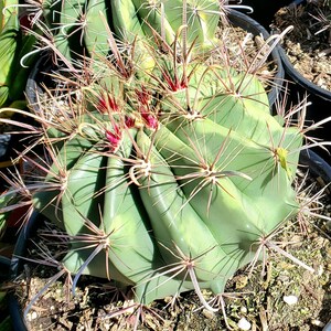 Devils Tongue Barrel Cactus, Ferocactus latispinus, fish hook cactus, barrel cactus, cactus, succulent, live plant image 7