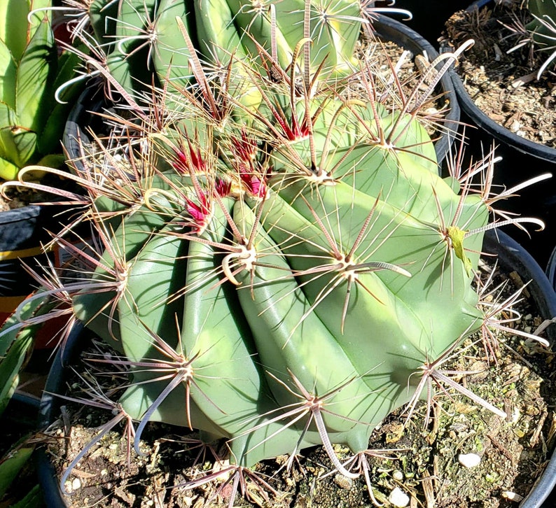 Devils Tongue Barrel Cactus, Ferocactus latispinus, fish hook cactus, barrel cactus, cactus, succulent, live plant image 4