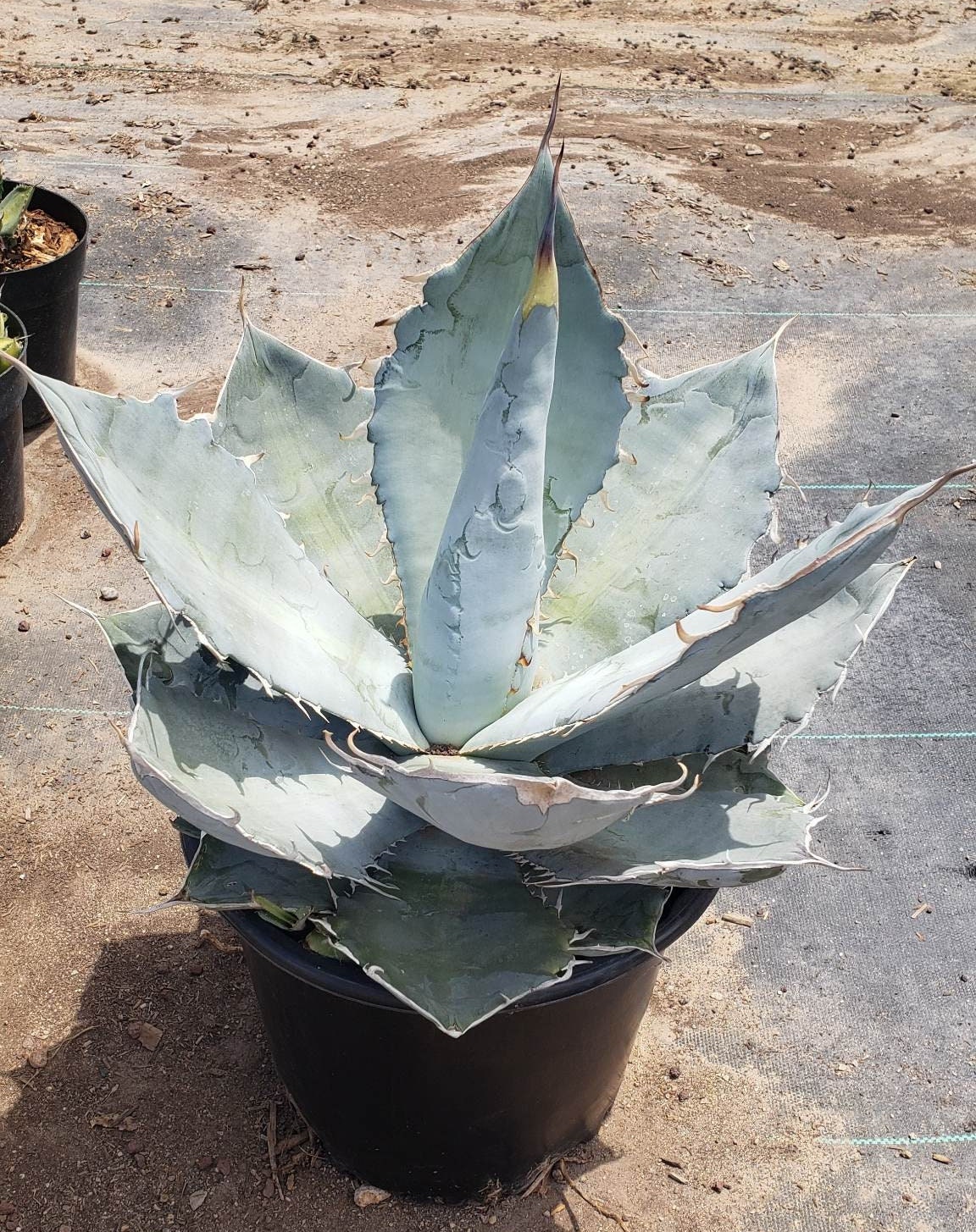 Agave Titanota, Chalk Agave Live Succulent Plant - Etsy