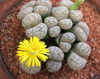 Live Succulent Lithops Cactus Pseudotruncatella Ornamental Plant 
