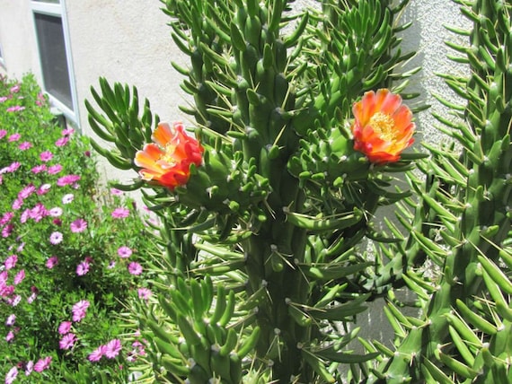 kaktus ohren Opuntia rubescens Kaktus 25–30 cm – Feigenkaktus Ohrenkaktus winterhar –  Blumen-Senf® main image 1