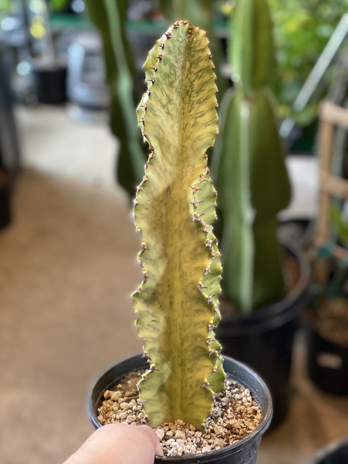 African Golden Candelabra Ammak Live Plant Etsy