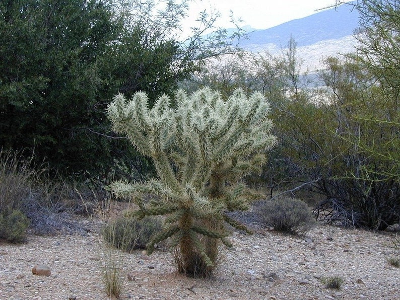 Teddy bear Cholla, Cylindropuntia Bigelovii, cactus, succulent, live plant image 7