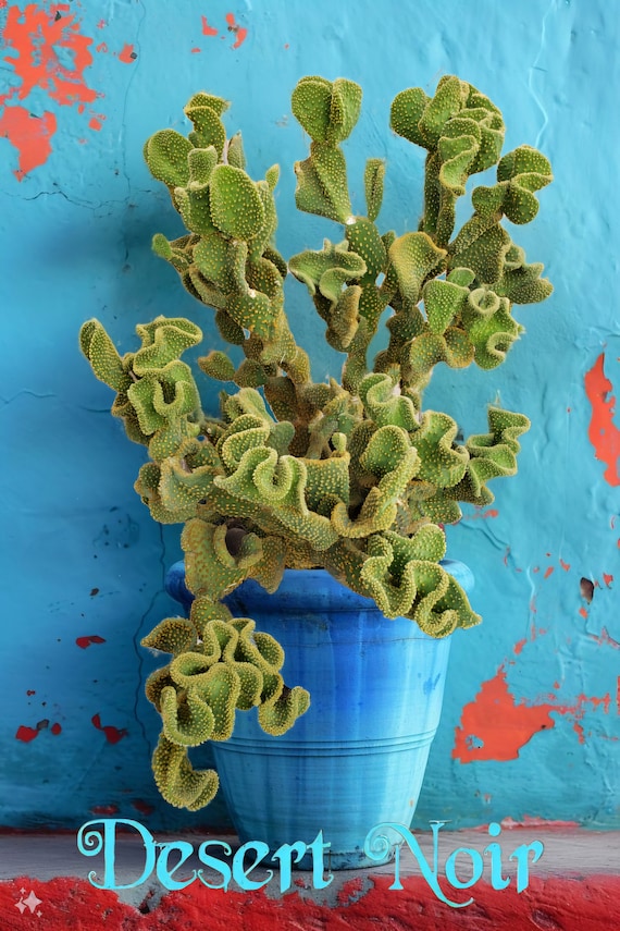 calathea weiche blätter Goeppertia Warszewiczii