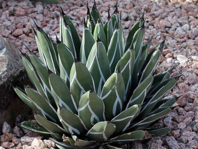 Ferdinand Agave, King Of The Agave, Nickelsiae, agave, cactus, succulent, Live plant image 6