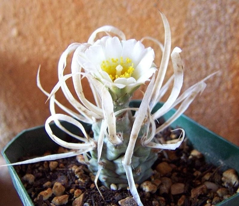 Paper Spine Cactus, Tephrocactus articulatus var. papyracanthus, Cactus, Succulent, Live plant image 1