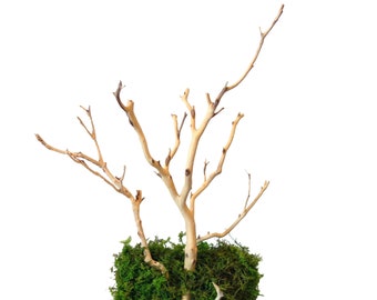 Manzanita Branch Jewelry Display – Boho Wall Hanging, Wood Moss Art Organizer for Necklaces & Earrings