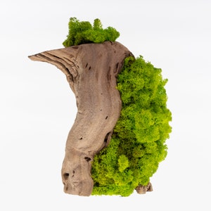 Wood Moss Art - Natural Preserved Reindeer Moss & Vine Branch Decor