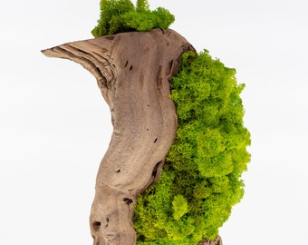 Wood Moss Art - Natural Preserved Reindeer Moss & Vine Branch Decor