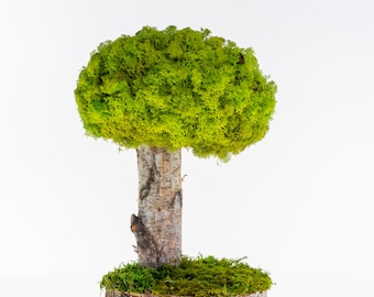Preserved Moss Art Tree – Natural Wood Decor, Indoor Plant Sculpture, Office & Home Green Gift