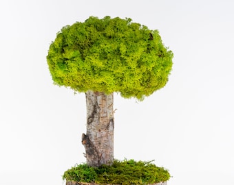 Wood Moss Art Decor - Natural Preserved Moss Arrangement. Indoor Plant Trees for Office, Homes, and Gifts.