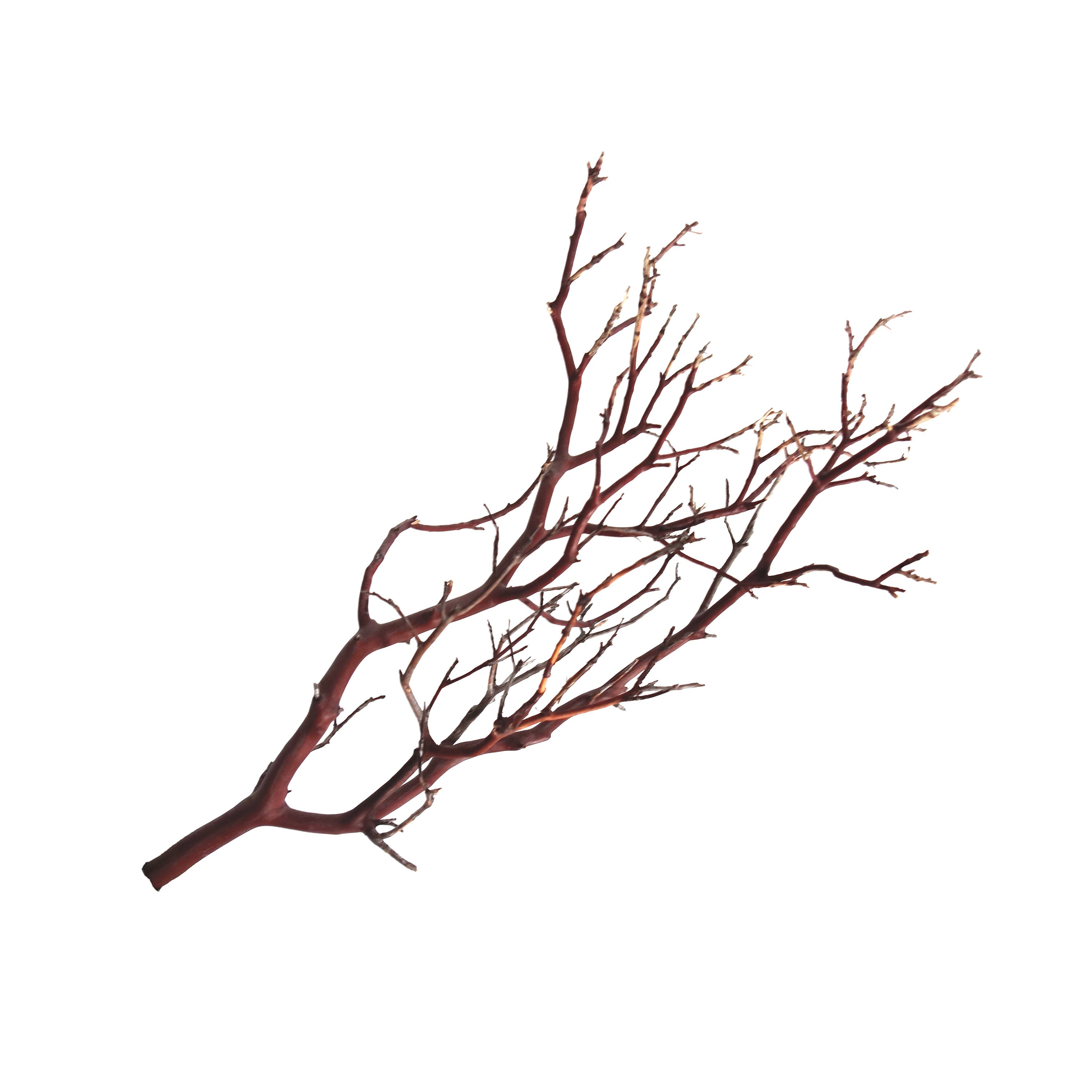 Manzanita Branches from Real Manzanita Natural Branch Etsy