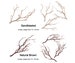 Manzanita Branches from Real Manzanita, Natural Branch - Sandblasted White & Natural Brown 