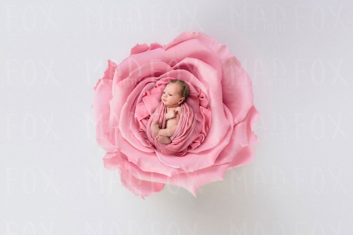 Digital Backdrop Digital Background Newborn Baby Pink Rose Etsy