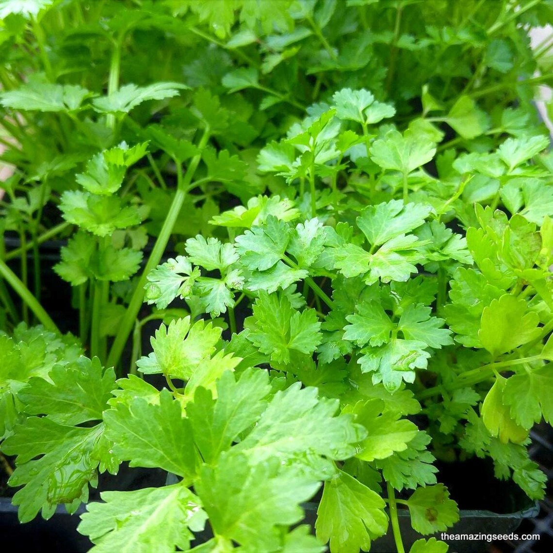 Coriander Cilantro Chinese Parsley Heirloom Seeds Etsy
