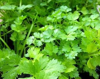 Coriander, Cilantro, Chinese Parsley, Heirloom Seeds