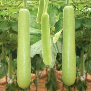 Edible Long bottle gourd seeds, CALABASH, Sorakaya, Asian Indian Opo Squash, Dudi, long melon Seeds