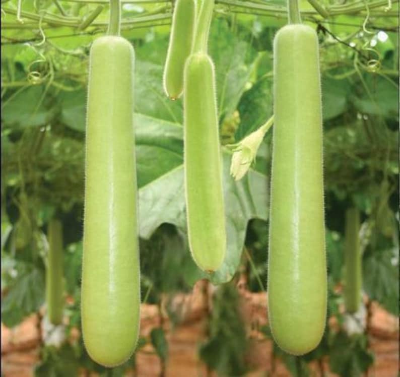 Edible Long bottle gourd seeds, CALABASH, Sorakaya, Asian Indian Opo Squash, Dudi, long melon Seeds image 1