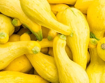 Heirloom Golden Crookneck Summer Squash Seed( 20+ Seeds)