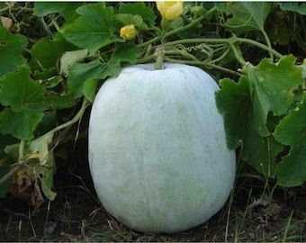 Heirloom Small Round Winter Melons, White Gourd, Wax, Ash Gourd, Petha Seeds, 小白圆冬瓜