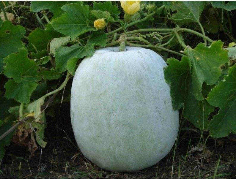 Heirloom Winter Melons/White Gourd/Small Round Wax/ Ash Gourd Etsy